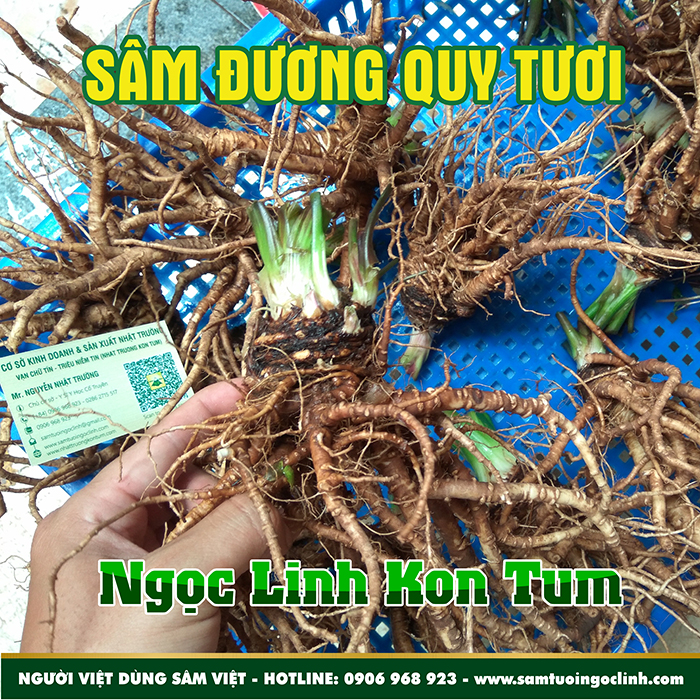 Sâm Đương Quy Tươi Ngọc Linh Kon Tum Nhật Trường