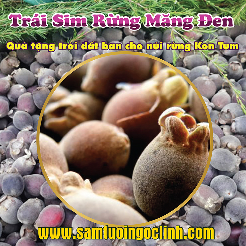 Trái Sim rừng Măng Đen Kon Tum Nhật Trường