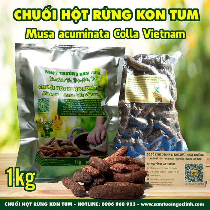 Chuối hột rừng Kon Tum