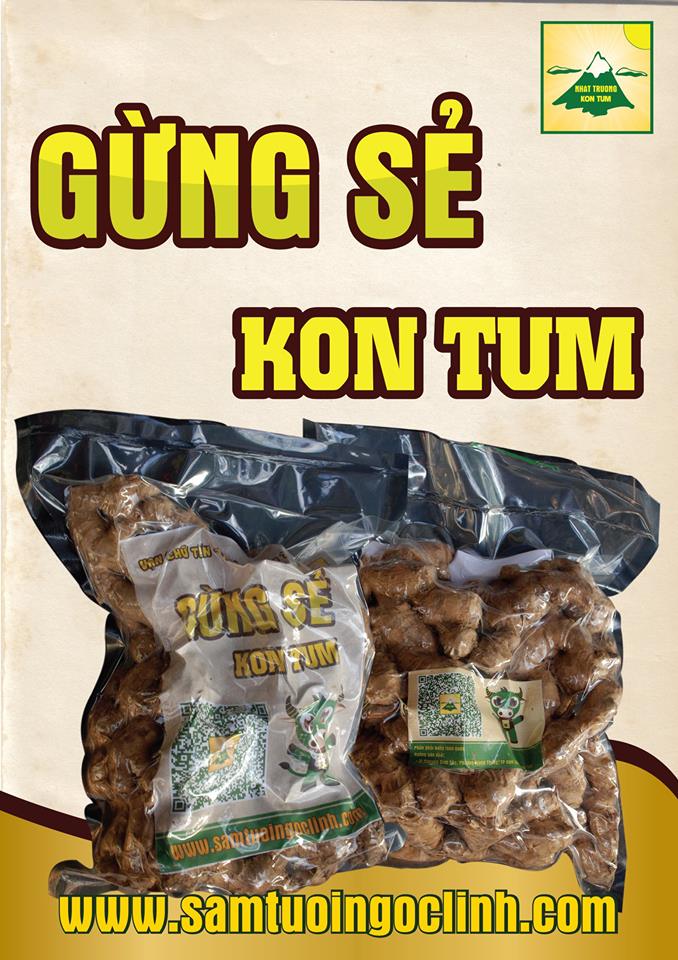 gừng kon tum