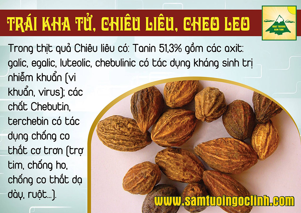 trái chiêu liêu kha tử cheo leo