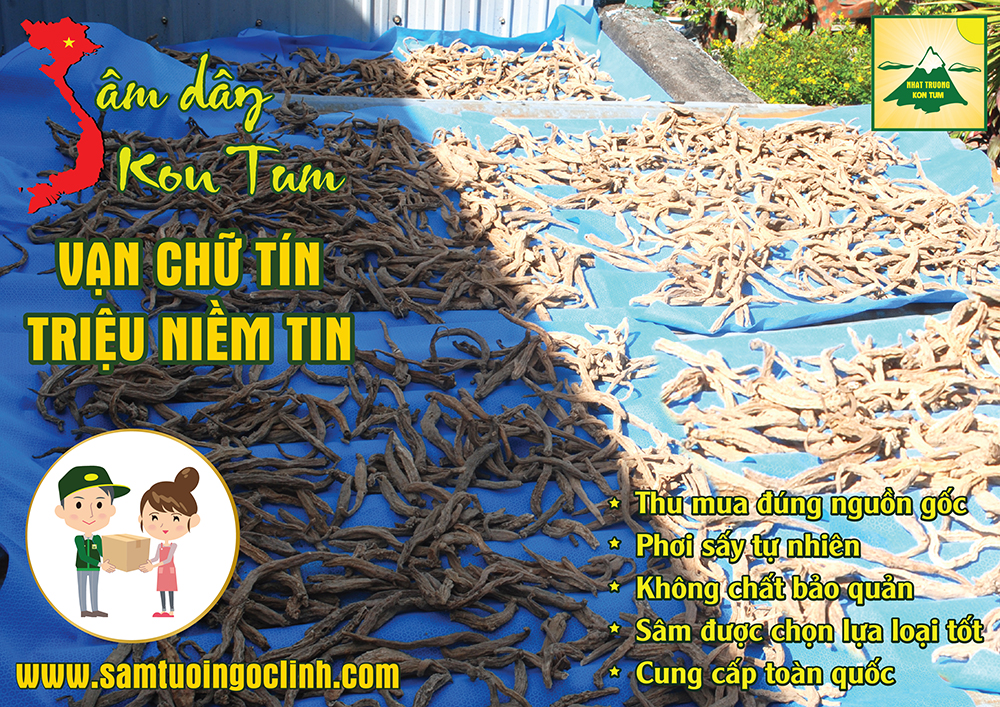 phơi sấy sâm dây kon tum