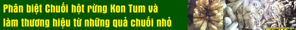 phân biệt chuối hột rừng