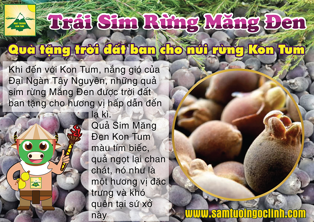 sim rừng măng đen kon tum (2)