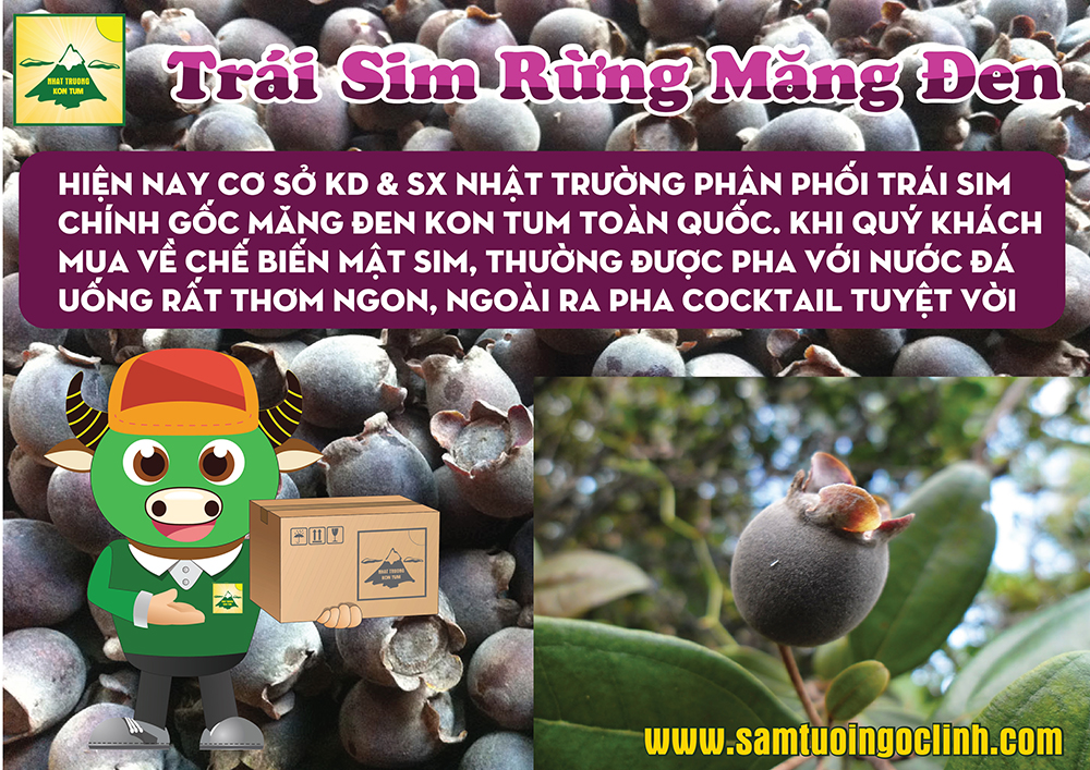 sim rừng măng đen kon tum (4)