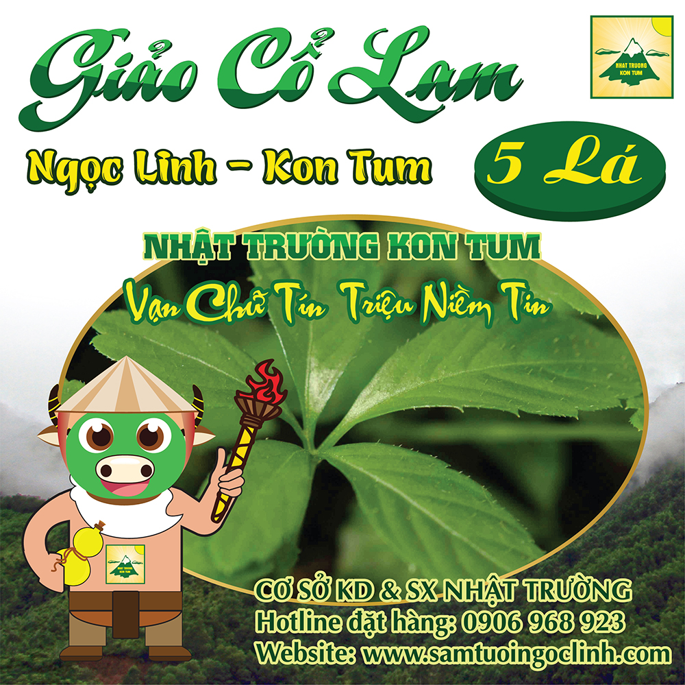 Giảo Cổ Lam Ngọc Linh Kon Tum Nhật Trường