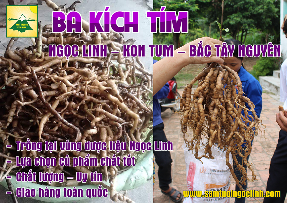 Ba Kích Thiên