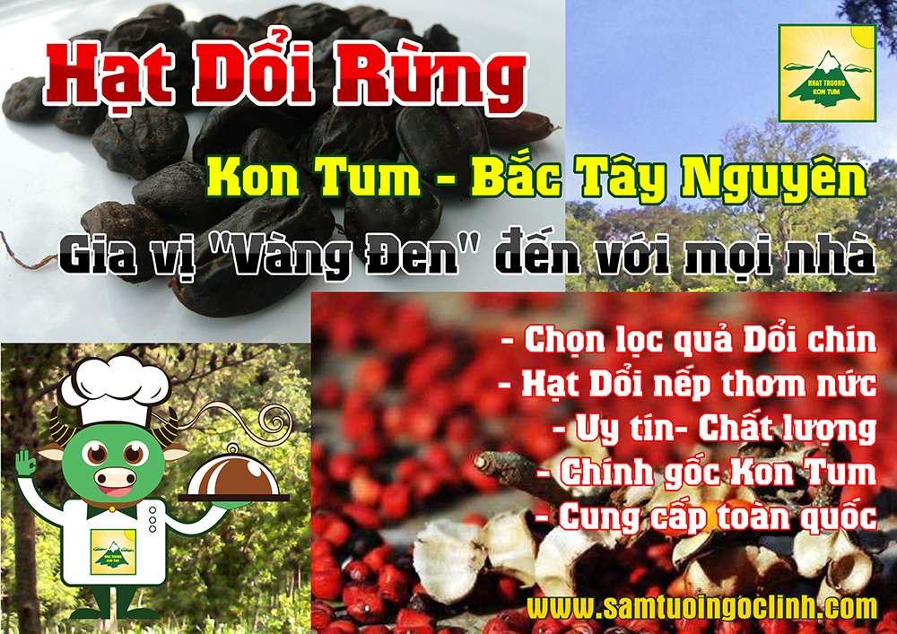 hạt dổi rừng tây nguyên kon tum nhật trường (2)