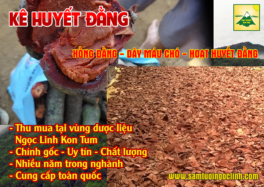 Kê Huyết Đằng