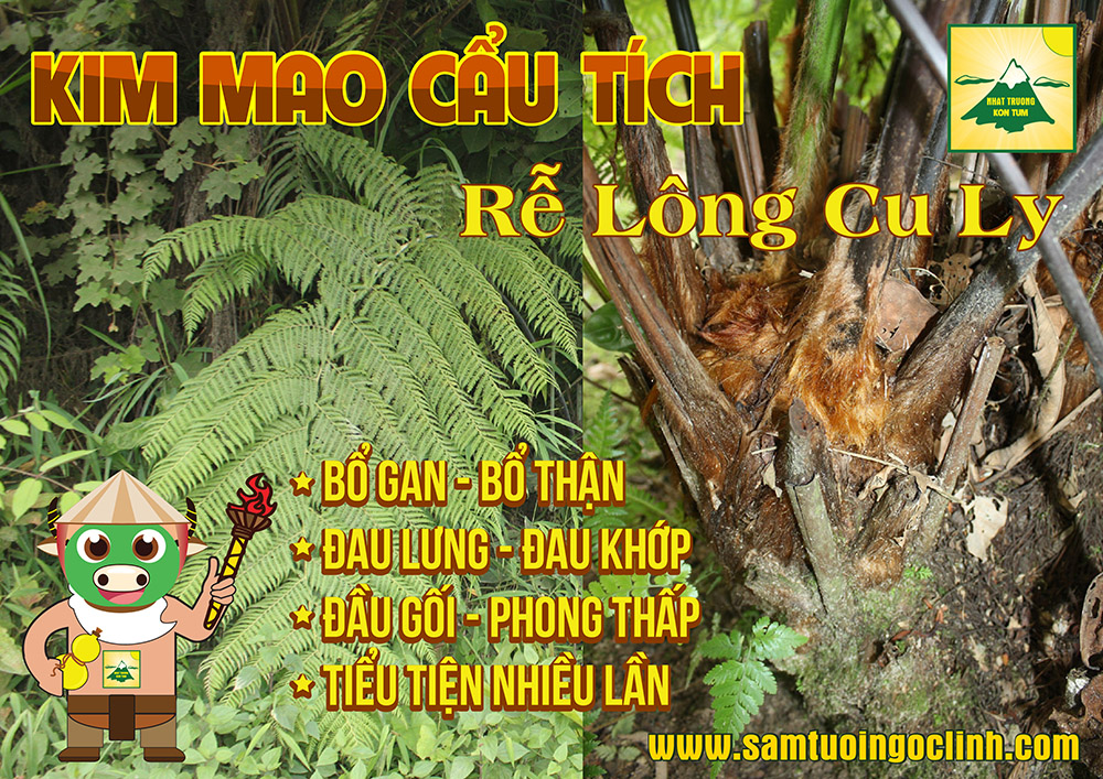 kim mao cẩu tích cây cu ly nhật trường kon tum (1)