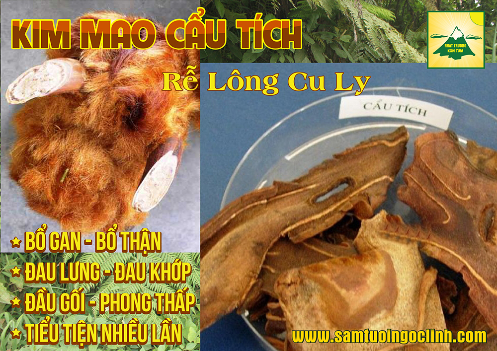 kim mao cẩu tích cây cu ly nhật trường kon tum (4)