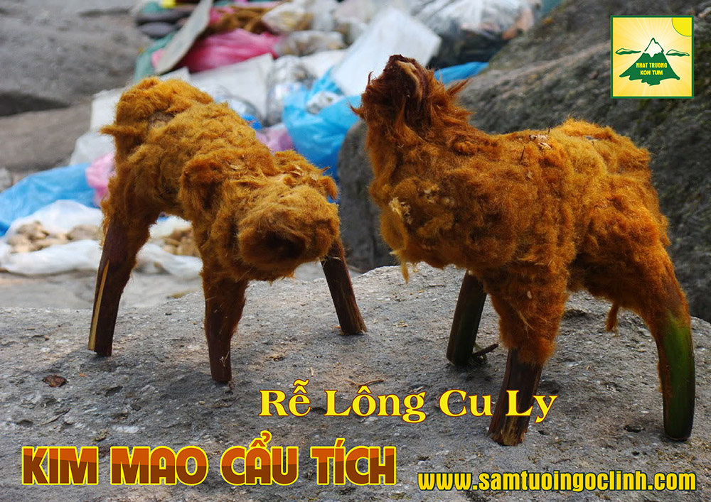 kim mao cẩu tích nhật trường kon tum cây cu ly (2)