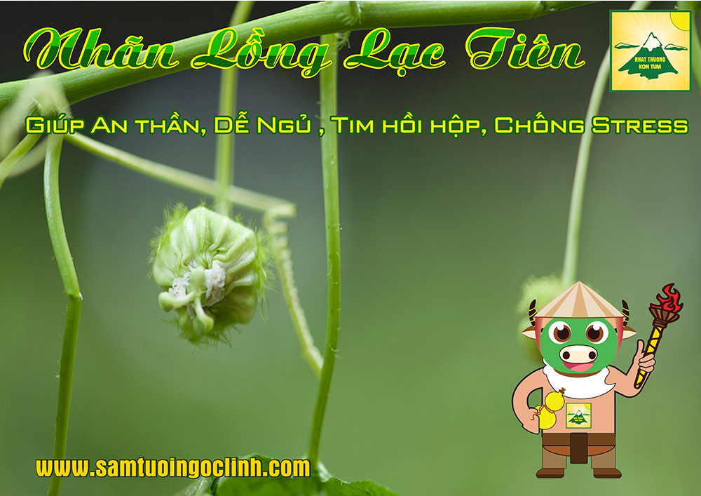 nhãn lồng lạc tiên an thần mất ngủ (6)