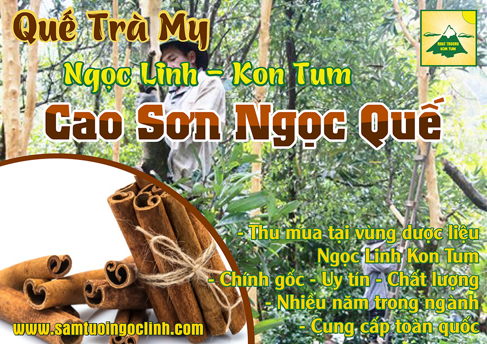 quế trà my ngọc linh kon tum nhật trường (4)