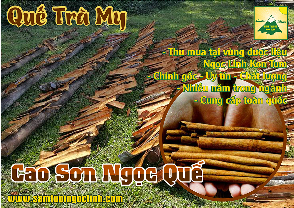 quế trà my ngọc linh kon tum nhật trường (5)