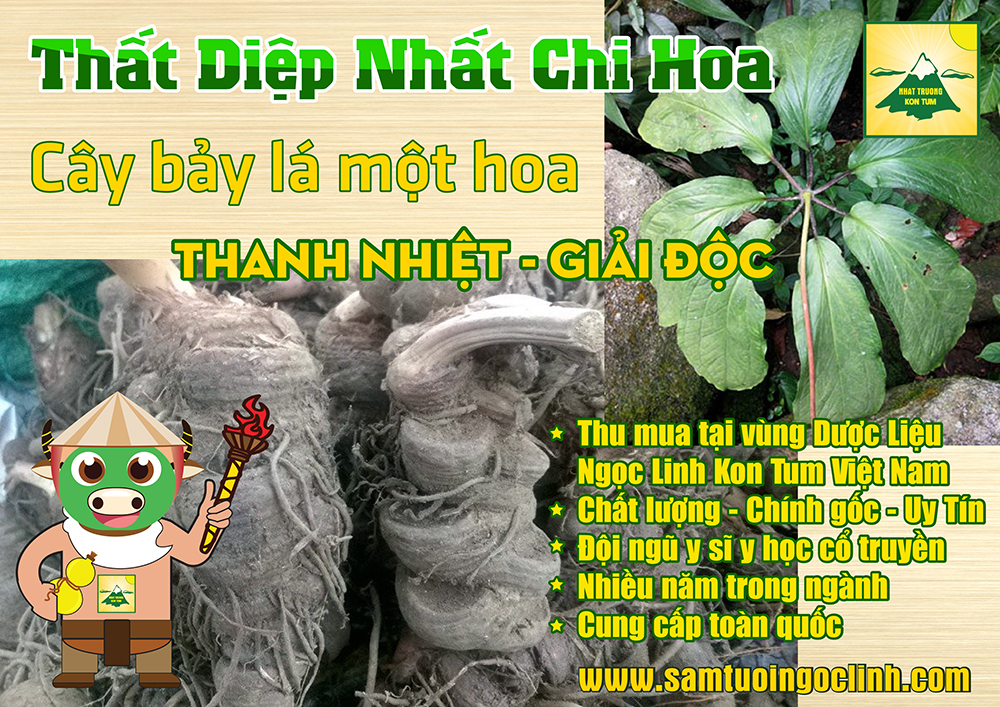 that diep nhat chi hoa sam bay la 1