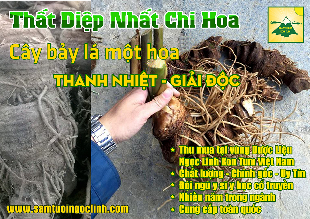 thất diệp nhất chi hoa, sâm bảy lá (3)