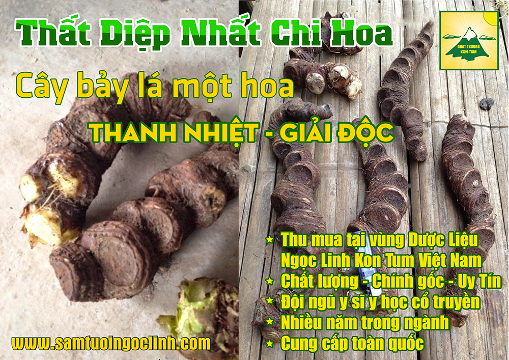 thất diệp nhất chi hoa, sâm bảy lá (6)