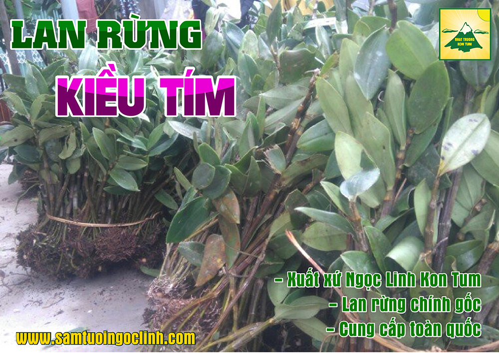 lan rừng kiều tím ngọc linh kon tum (2)