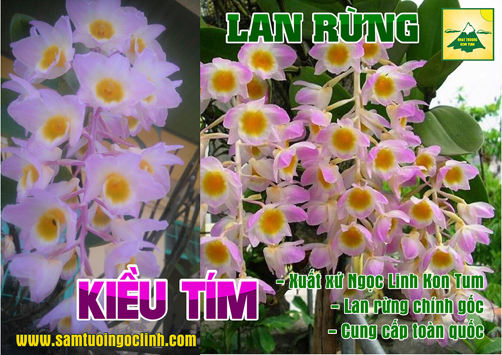 Lan Rừng