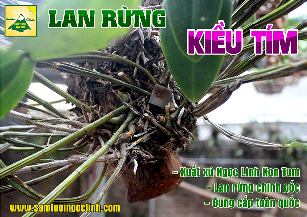 lan rừng kiều tím ngọc linh kon tum (5)