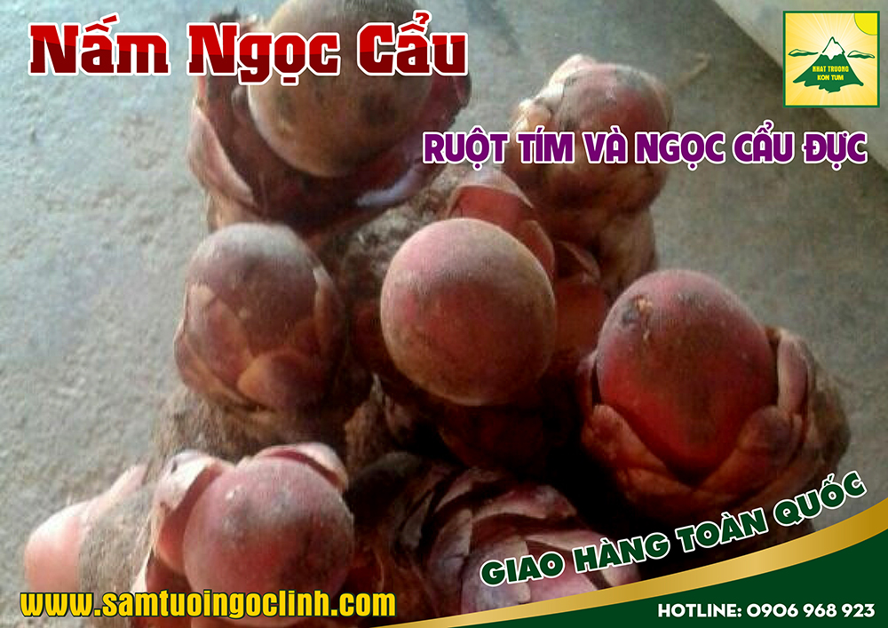 nấm ngọc cẩu tím ngọc cẩu đực (1)