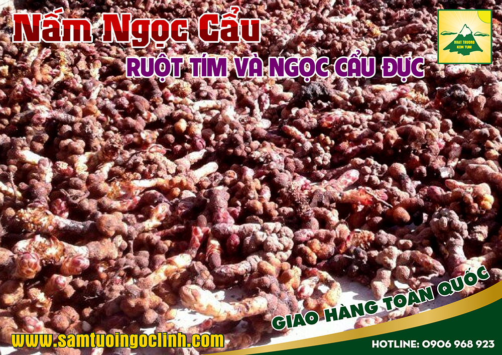 nấm ngọc cẩu tím ngọc cẩu đực (3)