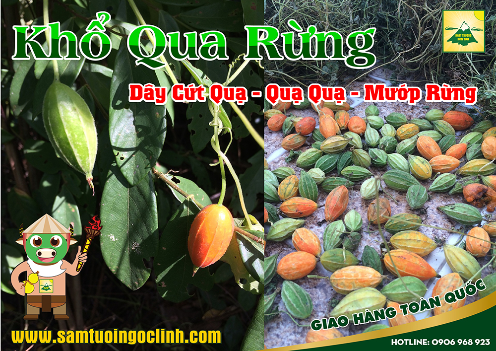 khổ qua rừng dây cứt quạ (2)