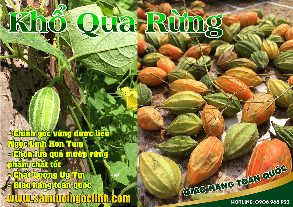 khổ qua rừng dây cứt quạ (4)