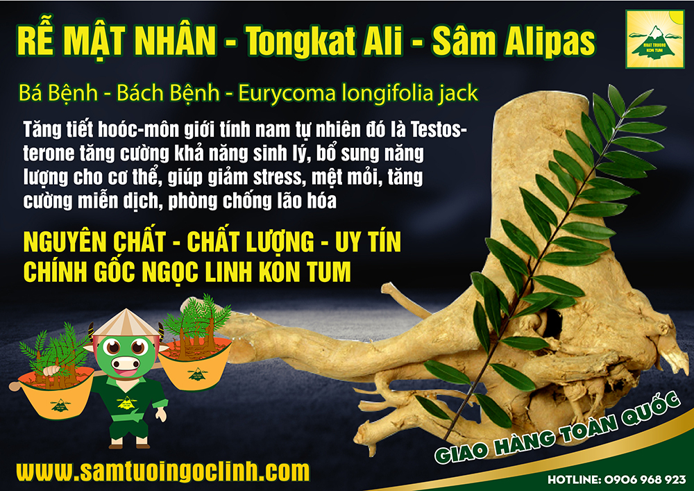 mật nhân sâm alipas Tongkat Ali Eurycoma longifolia jack (3)