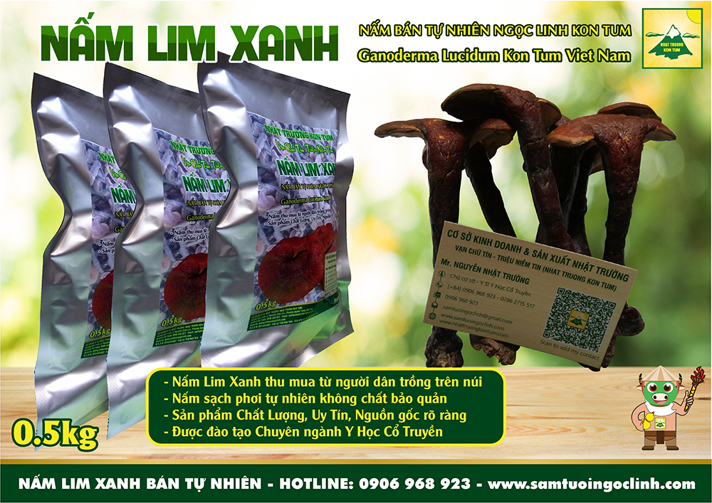 nấm lim xanh bán tự nhiên trồng kon tum nhật trường (2)