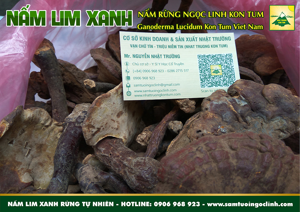 nấm lim xanh rừng tự nhiên kon tum nhật trường (5)