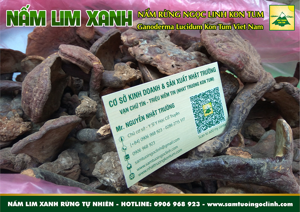 nấm lim xanh rừng tự nhiên kon tum nhật trường (6)