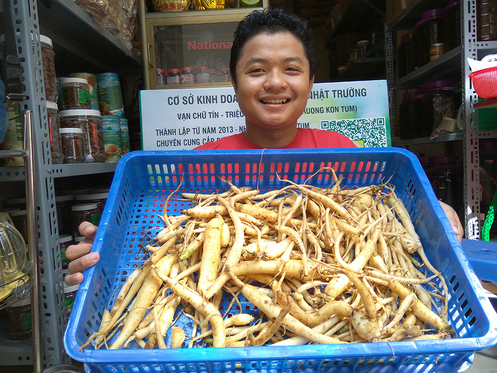 sâm dây tươi ngọc linh kon tum nhật trường codonopsis jananica (1)