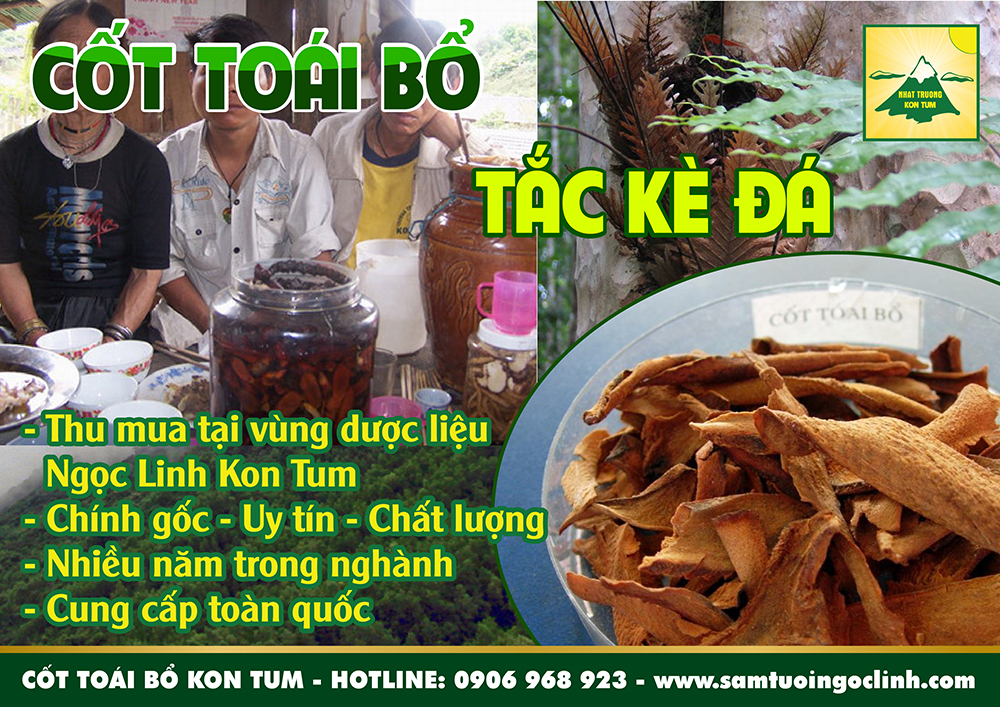 cốt toái bổ ngọc linh kon tum nhật trường (1)