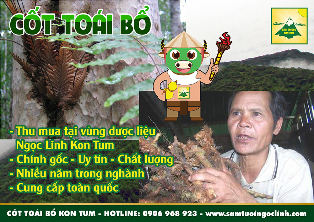 cốt toái bổ ngọc linh kon tum nhật trường (3)