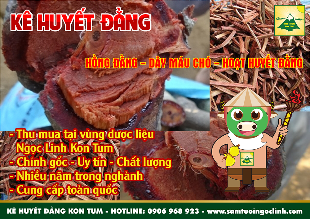 kê huyết đằng dây máu chó ngọc linh kon tum (1)