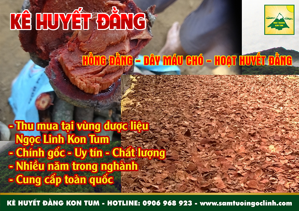 kê huyết đằng dây máu chó ngọc linh kon tum (3)