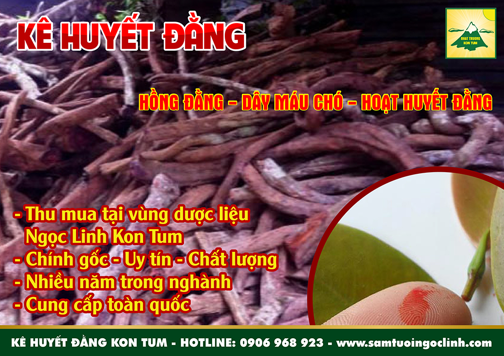 kê huyết đằng dây máu chó ngọc linh kon tum (4)