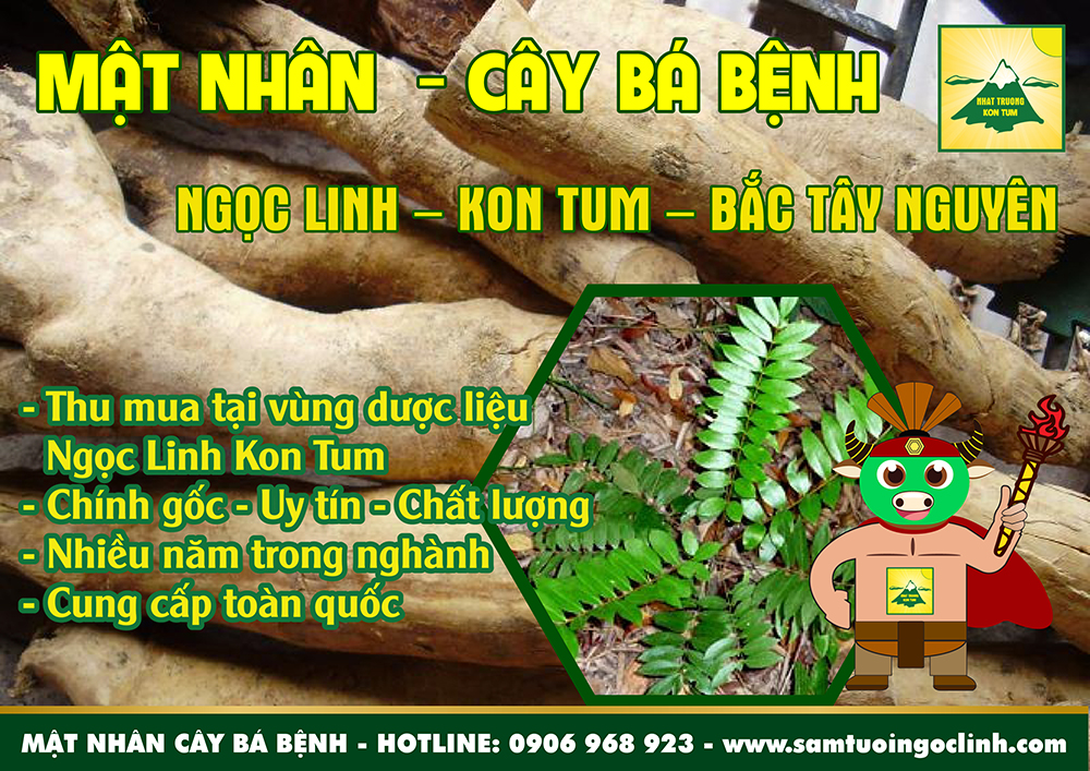 mật nhân cây bá bệnh sâm alipas ngọc linh kon tum (2)