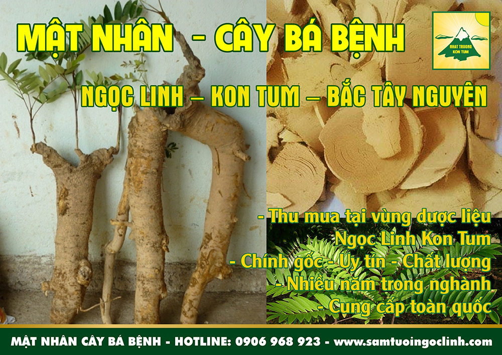 mật nhân cây bá bệnh sâm alipas ngọc linh kon tum (3)