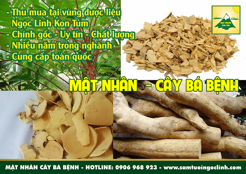 mật nhân cây bá bệnh sâm alipas ngọc linh kon tum (4)