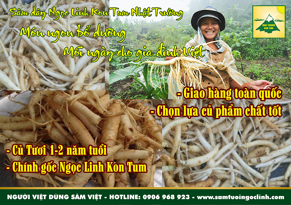 sam day tuoi hong dang sam tu mo rong ngoc linh kon tum nhat truong 1