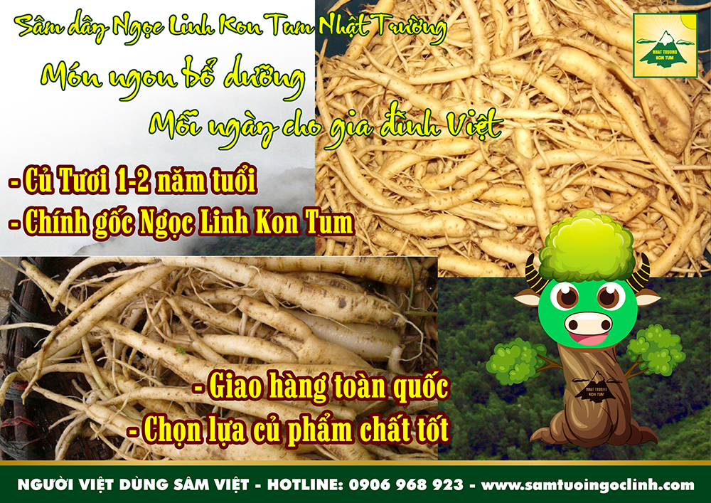 sam day tuoi hong dang sam tu mo rong ngoc linh kon tum nhat truong 4