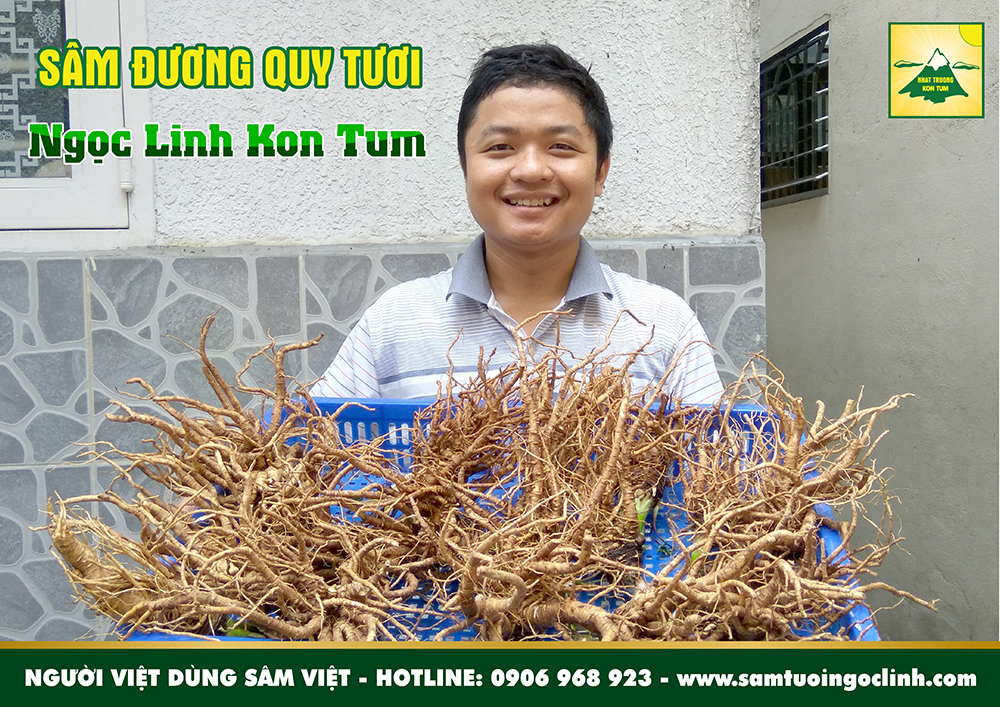 sâm đương quy tươi tu mơ rông ngọc linh kon tum nhật trường (1)