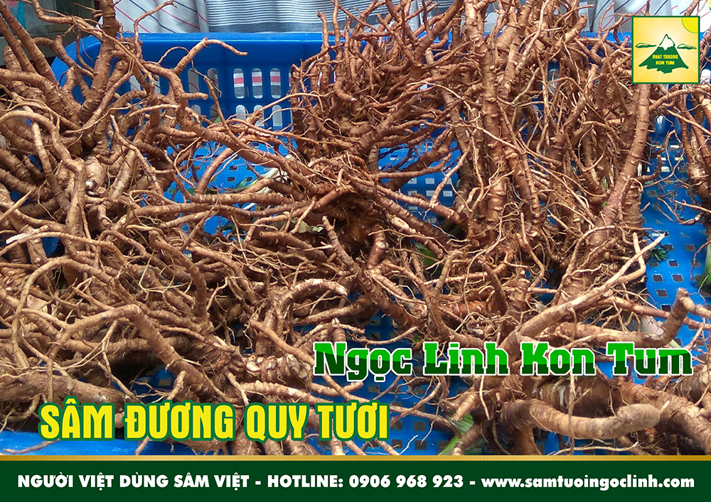 sâm đương quy tươi tu mơ rông ngọc linh kon tum nhật trường (6)