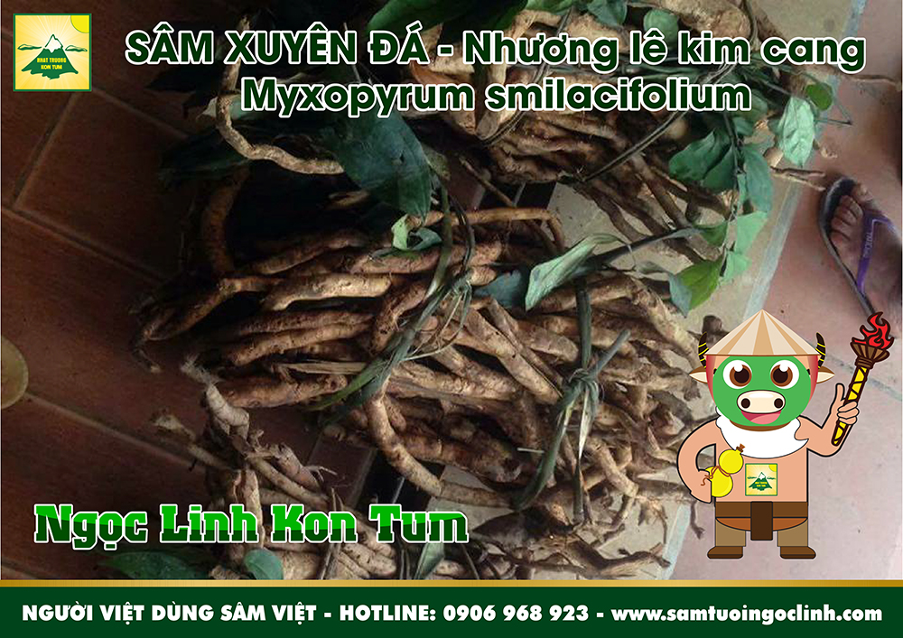 sâm xuyên đá nhương lê kim cang tứ phương đằng (1)