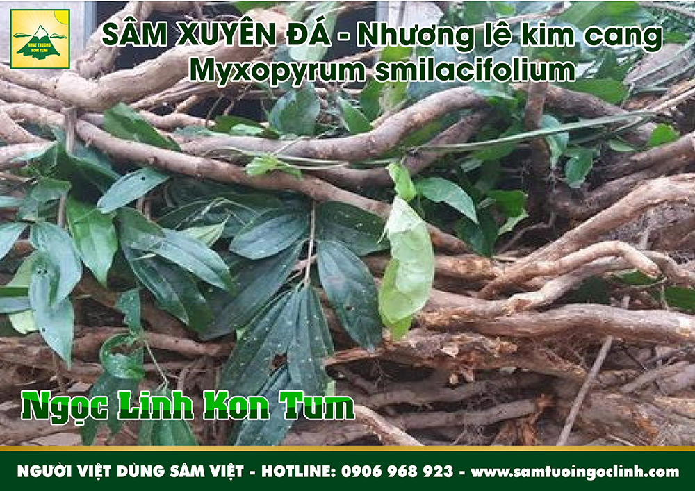 sâm xuyên đá nhương lê kim cang tứ phương đằng (3)