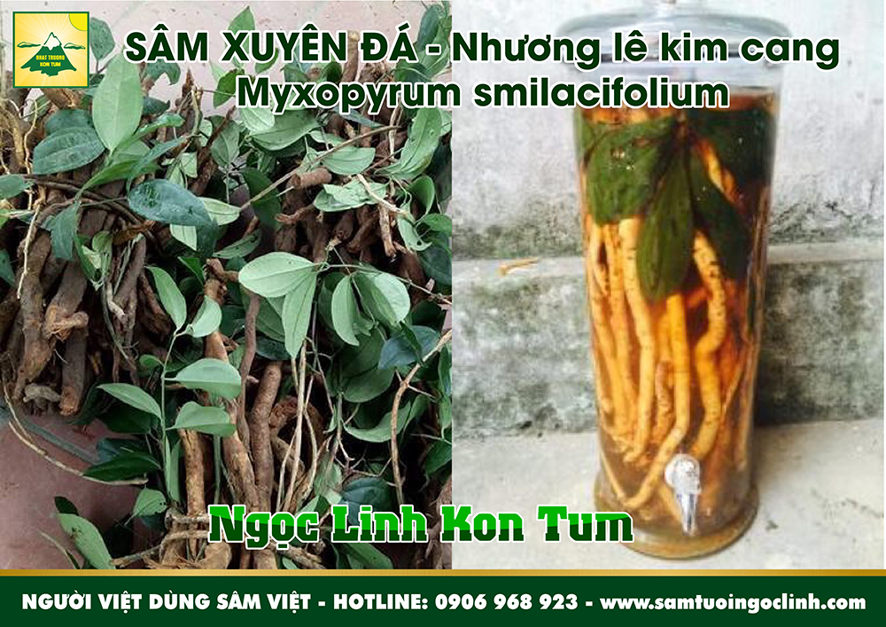 sâm xuyên đá nhương lê kim cang tứ phương đằng (4)