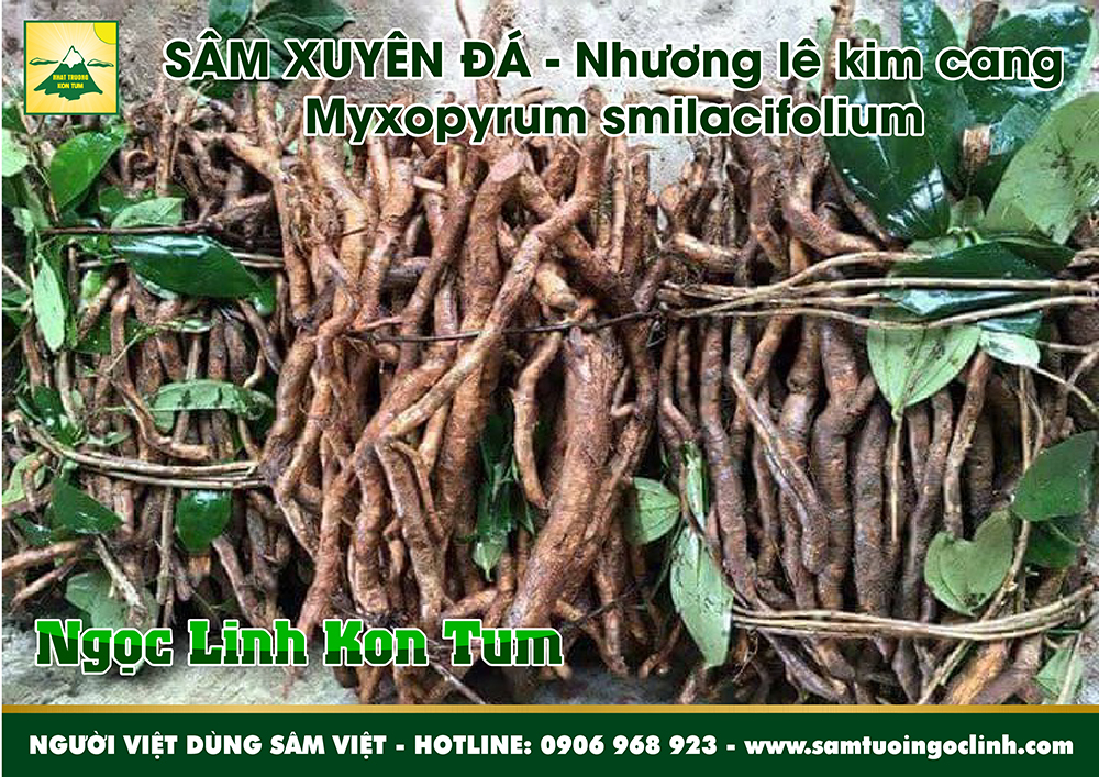 sâm xuyên đá nhương lê kim cang tứ phương đằng (5)